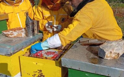 Učenje na terenu – dan među pčelama i u rasadniku